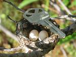 Click image for larger version. 

Name:	Hummingbird_eggs.jpg 
Views:	355 
Size:	79.7 KB 
ID:	9158